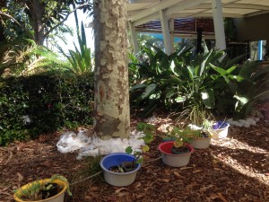 Wishing for a White Christmas in an Australian summer: cotton wool in a Sydney garden