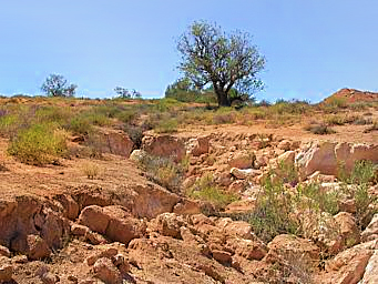 Erosion caused by rabbits in a gully in South Australia